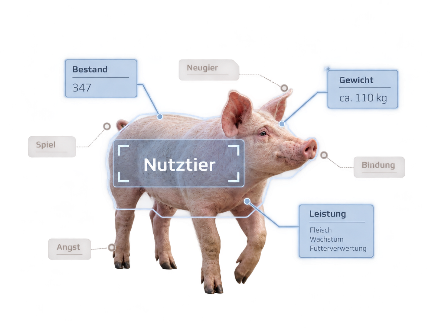 Schwein mit transparenten Informationsfeldern; groß hervorgehoben ist „Nutztier“, daneben „Bestand“, „Gewicht“ und „Leistung“, während Begriffe wie „Neugier“, „Spiel“, „Bindung“ und „Angst“ blasser erscheinen.